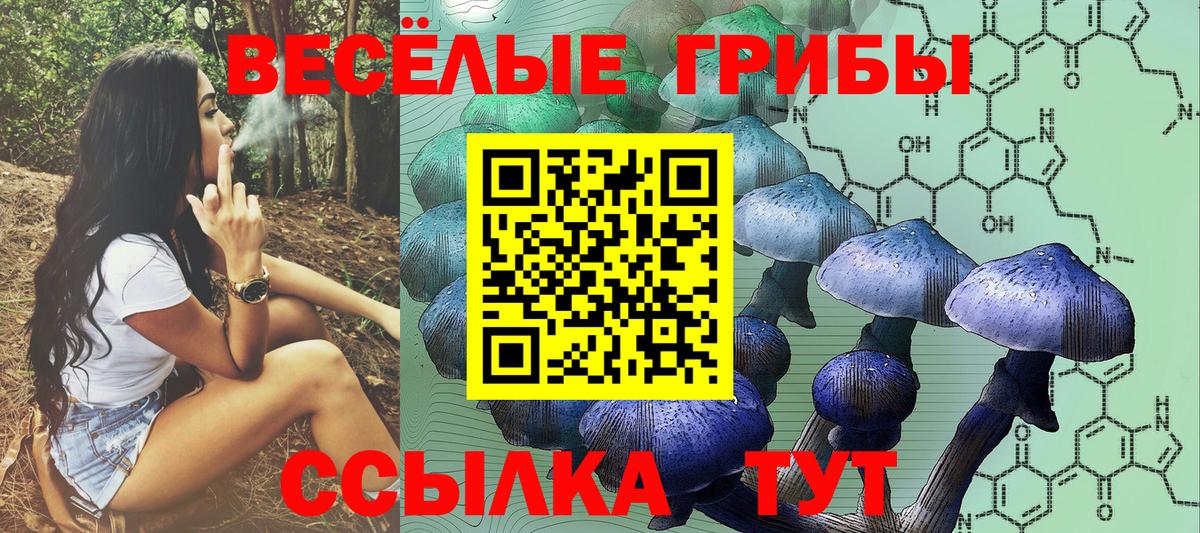 где можно купить   Вход с VPN  Вологда  Галлюциногенные грибы Cubensis 